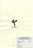 藏品(鳳尾菜)的圖片